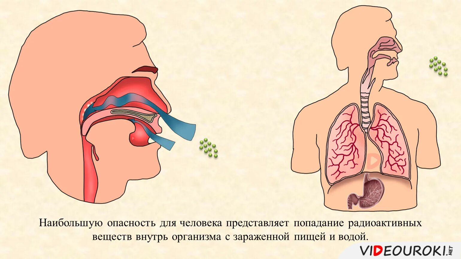 Попадание радиоактивных веществ в организм человека. Поступление радиоактивных веществ в организм. Пути поступления радиоактивных веществ в организм человека. Поражение органов дыхания.