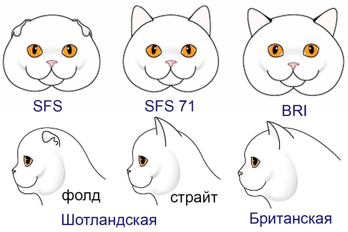 Отличие кошек