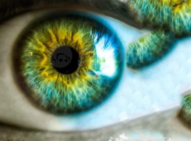 Фото радужки зеленого глаза Wallpaper : eyes, green, blue, circle, Iris, color, eye, human body, vision care