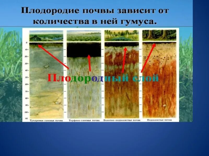 Почва особое природное тело 8 класс презентация. География почв. Плодородие почвы зависит. Почва природное тело. Плодородие почвы зависит от количества.