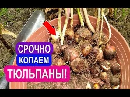Надо поливать тюльпаны после посадки осенью