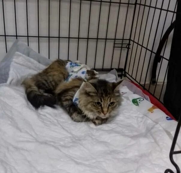 Кошка не пила 3 дня. Кошка после стерилизации не ходит в туалет. кошки после стерилизации спят. после стерилизации кошка не просыпается.