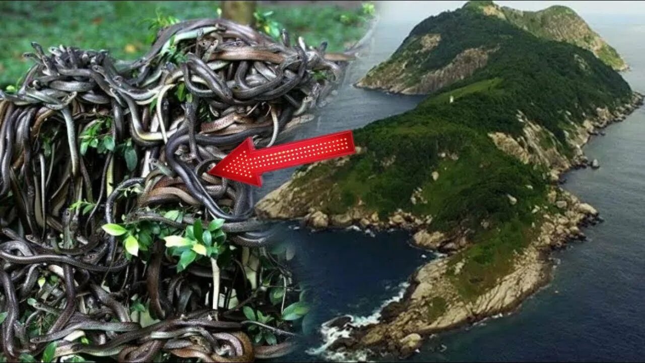 Острова змеиный где. Кеймада-Гранди остров. Змеиный остров (Snake Island), Бразилия. Кеймада-Гранди, Бразилия. Остров змей Кеймада-Гранди.