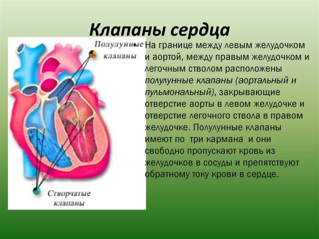 Сердце анатомия полулунные клапаны. Полулунные клапаны сердца функции. Полулунные клапаны сердца расположены. Створчатые клапаны сердца. Насколько сердце