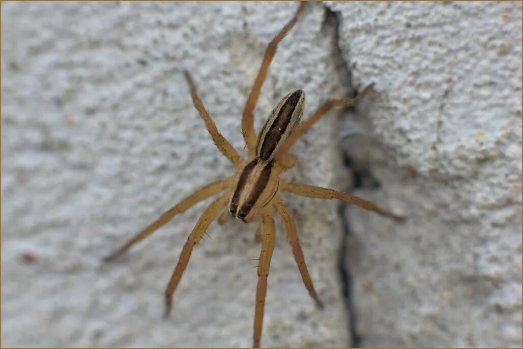 It s getting spider