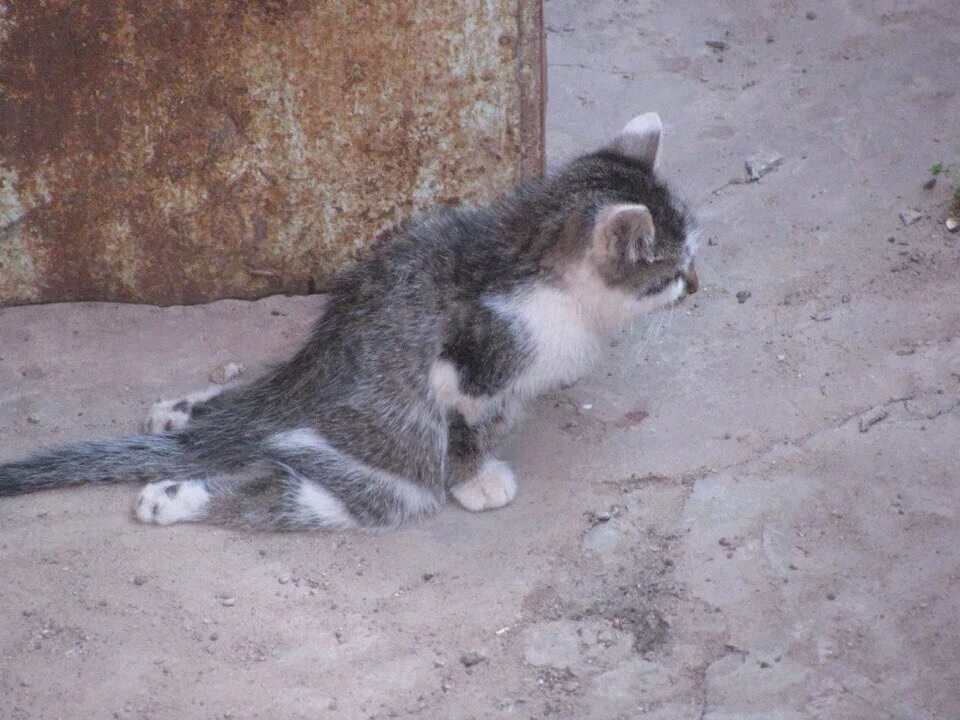 Перелом позвоночника у кота. Котенок с переломанным позвоночником. Кот со сломанным позвоночником. Перебитый позвоночник у котенка. Лапа с бомжами 18