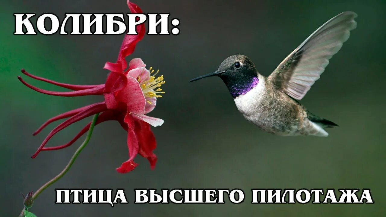 Рубиновый колибри. Птицы опылители. Краснохвостый колибри. Краснодарская колибри. Самая маленькая птичка в мире колибри.