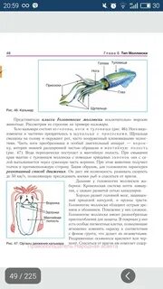 Выделительная система головоногих моллюсков