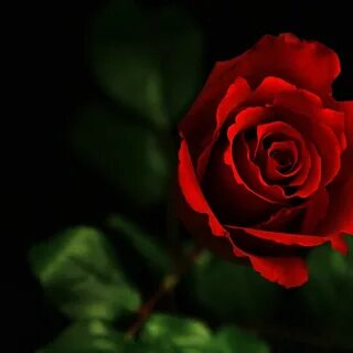 Rose ultra