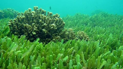 Әйелім сексфайфпен бейне