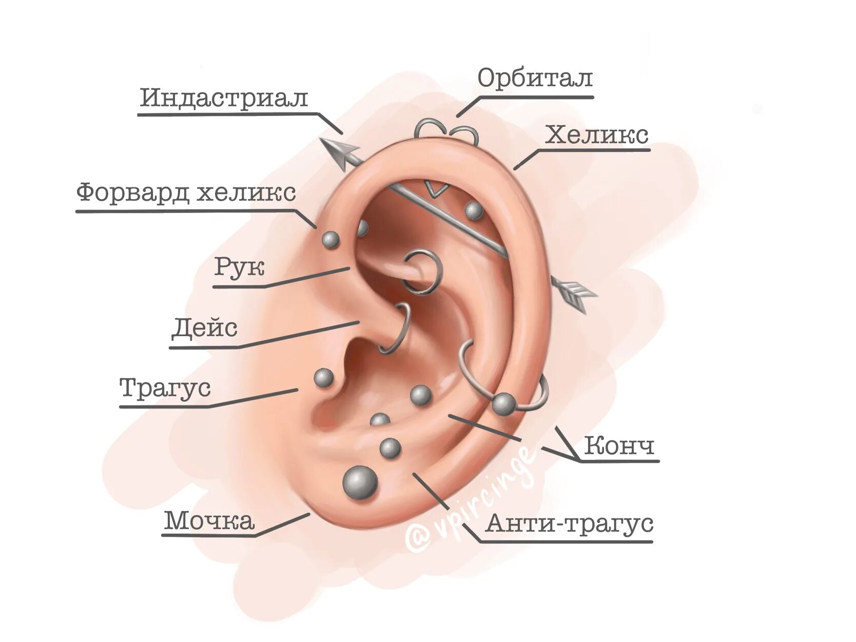 В каких местах на уши. Проколы уха названия. Виды Пирс Нга уха.