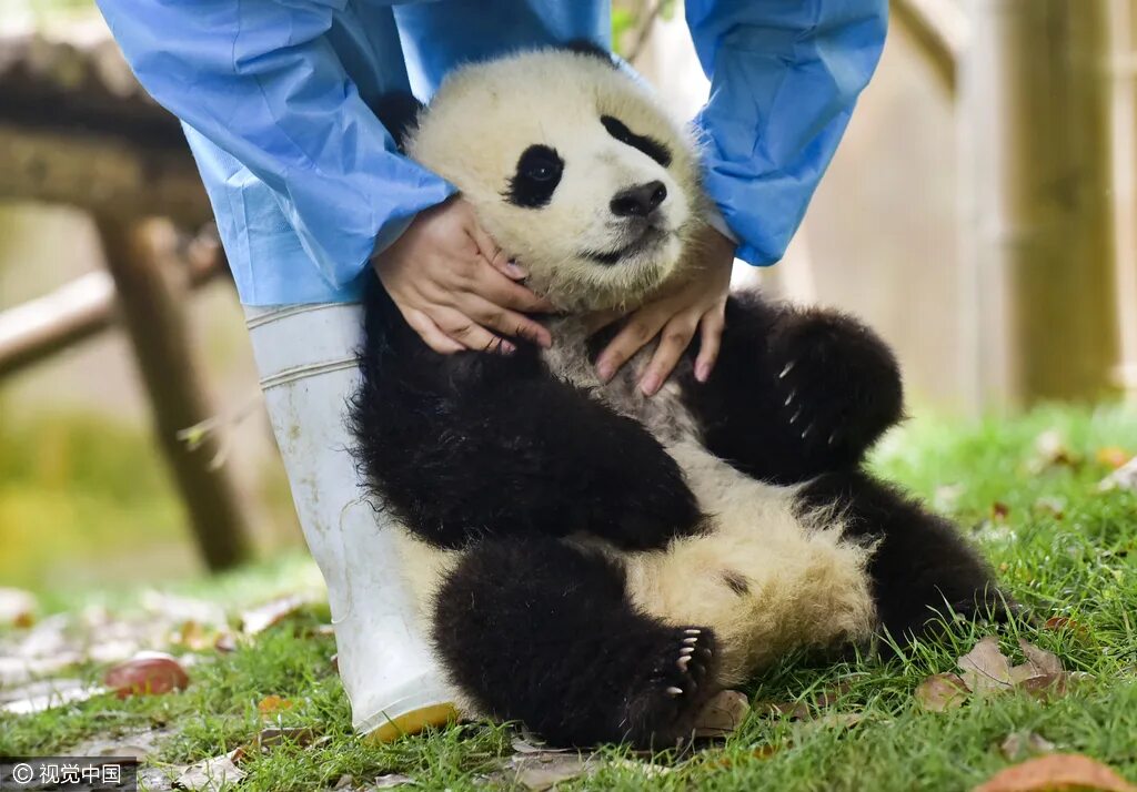 Обнять панду. Профессия обниматель панд в Китае. Панда обнимает. Панда в Китае. Панда обнимашки.