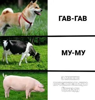 Гав собаки