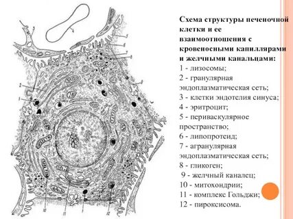 Клеточный состав печени