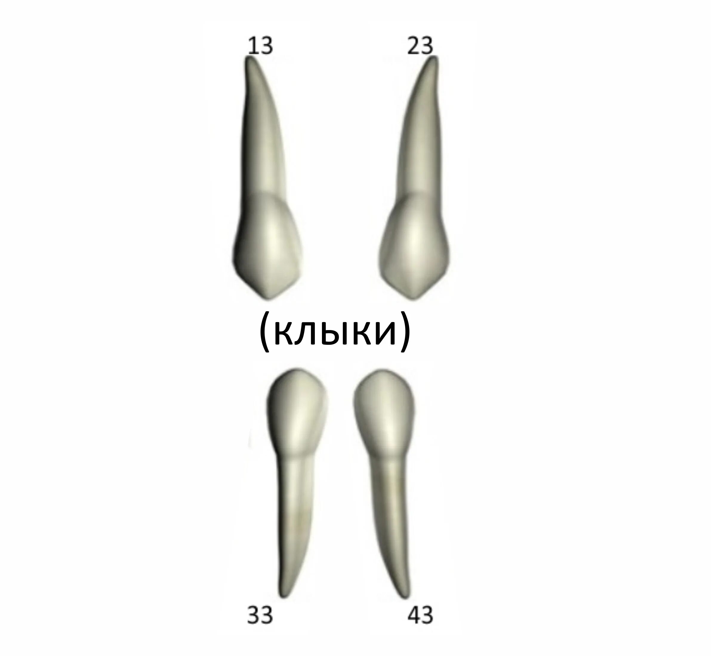 Корень зуба клык. Клык верхней челюсти анатомия. Форма клыка.