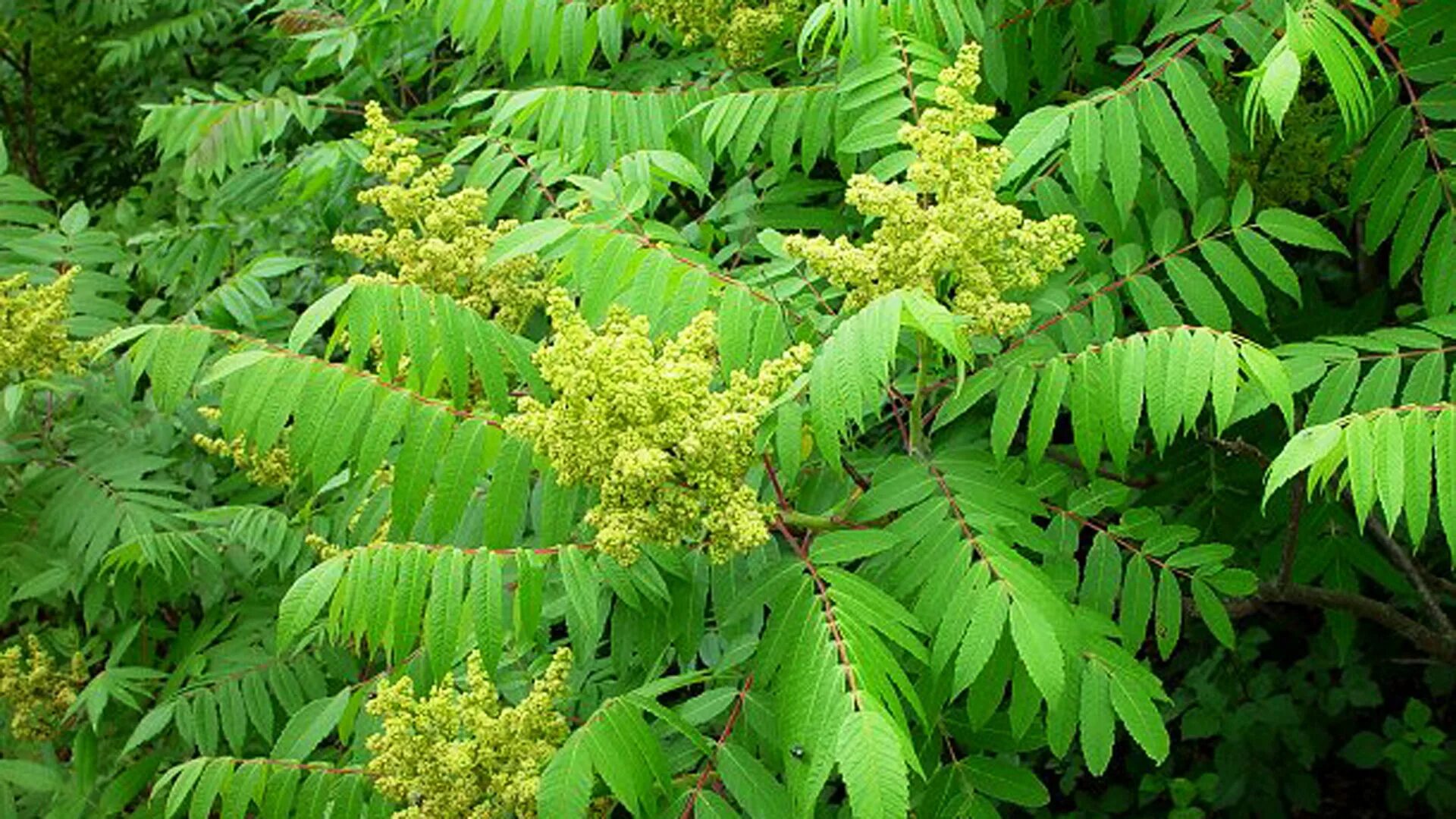 Сумах оленерогий цветет. Сумах дубильный (Rhus coriaria. Сумах гладкий (Rhus glabra).