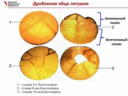 2 дробление