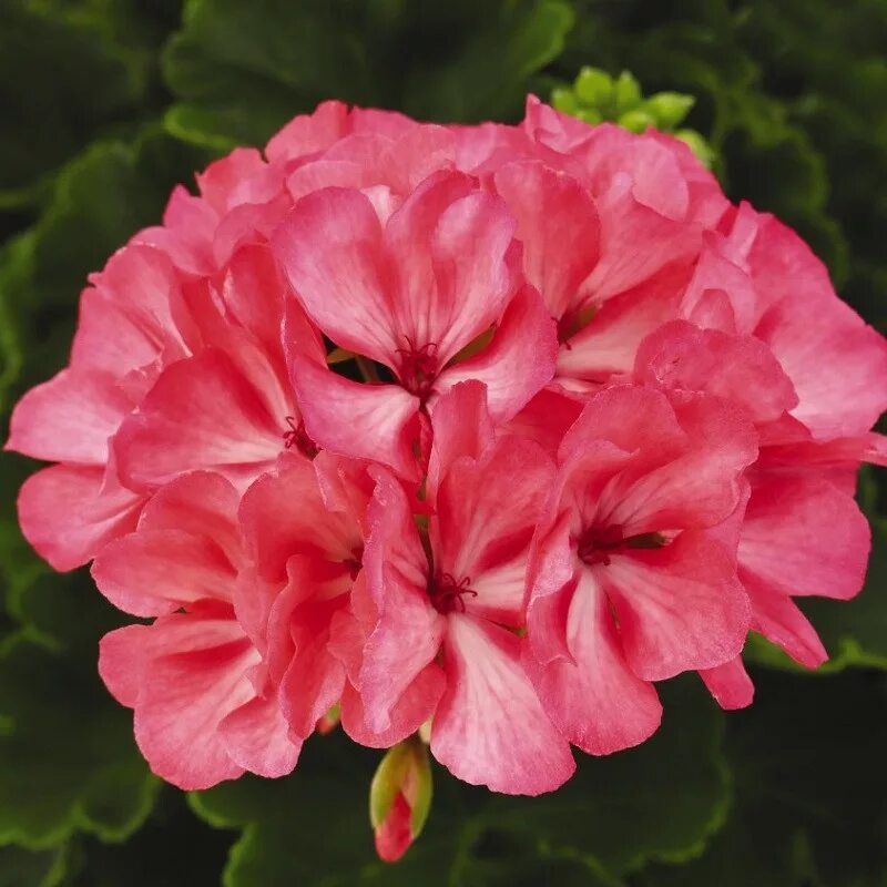 Пеларгония розовый фламинго. Fantasia пеларгония. Пеларгония розовый фламинго. Герань фламинго. Фламинг кати пеларгония.