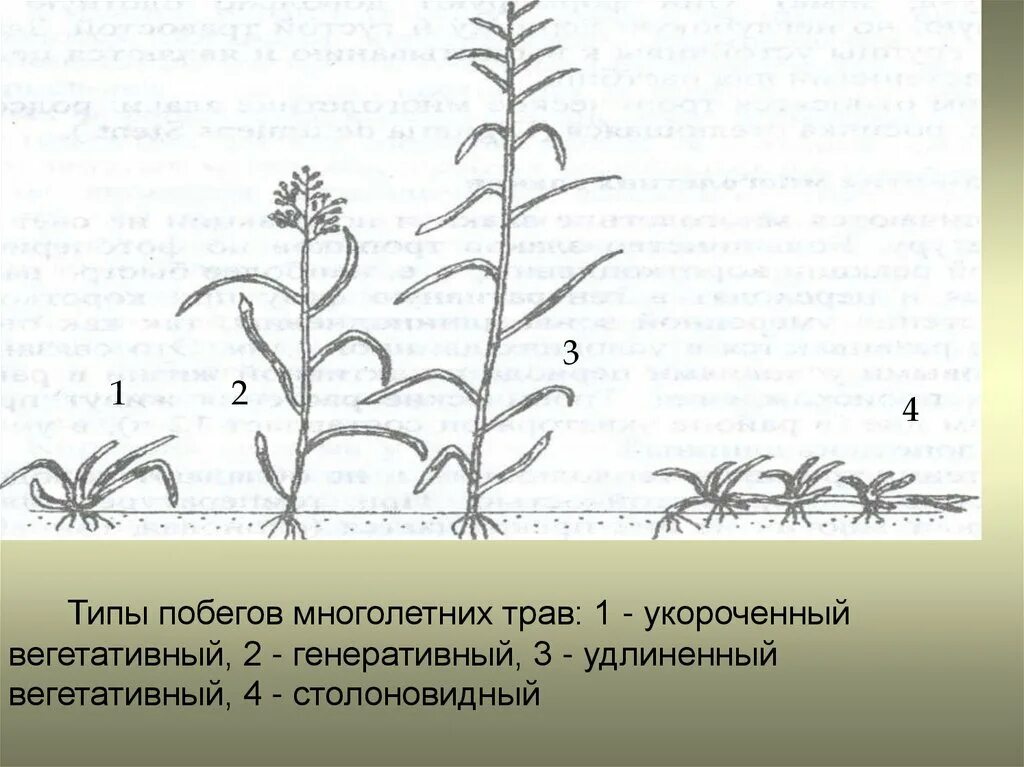 Два типа побегов. Удлиненный вегетативный побег. Типы побегов. Побег вегетативный генеративный удлиненный укороченный. Укороченные и удлиненные побеги растений.