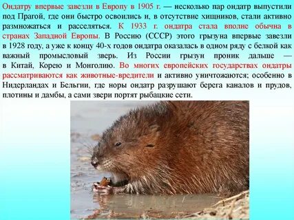 Откуда завезли
