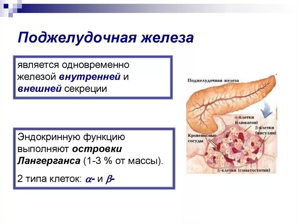 Поджелудочная железа Тип секреции. Внешняя секреторная функция поджелудочной железы. Внутренняя секреторная функция поджелудочной железы.. Внешняя и внутренняя секреция поджелудочной железы. Секрет поджелудочной железы функции