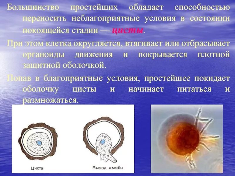 При наступлении неблагоприятных условий амеба. Цисты простейших. Стадия цисты. Цисты образуют простейшие. Неблагоприятные условия простейшие циста.