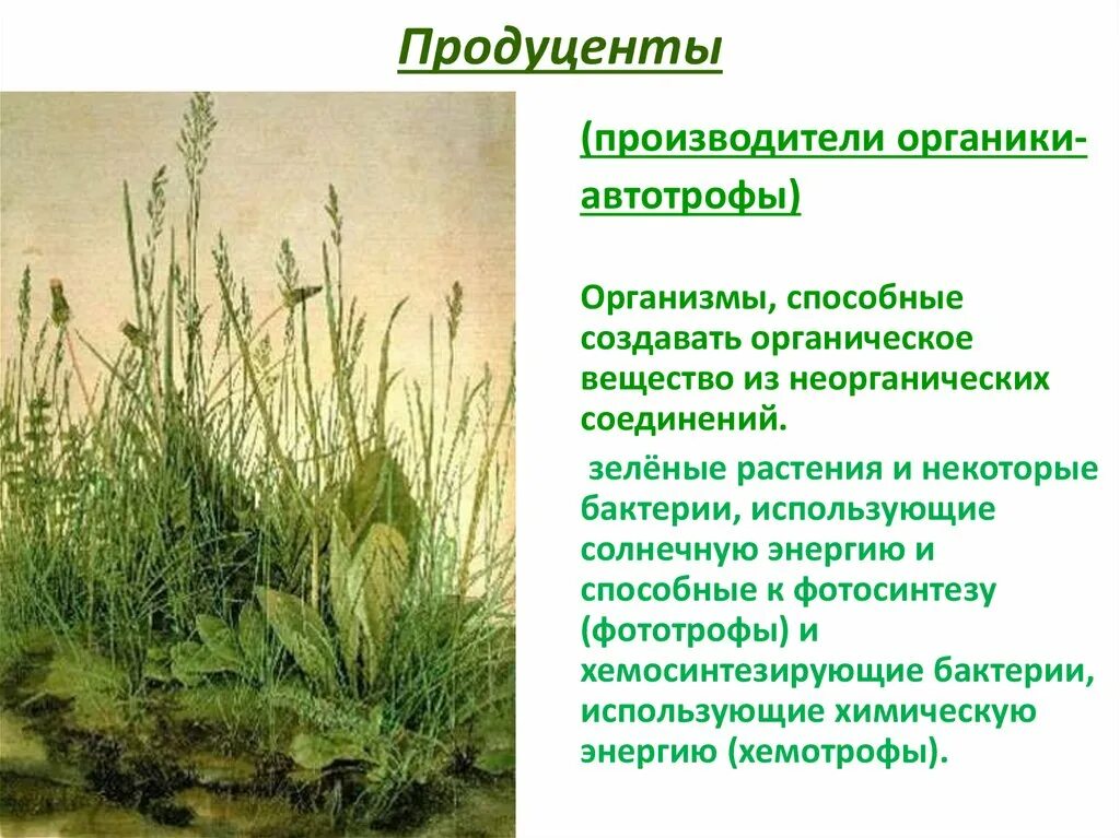 Бурая водоросль продуцент. Растения продуценты. Зеленые растения продуценты. Организмы производители продуценты. Продуценты производители органического вещества.