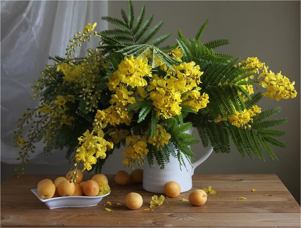 Андрияка Мимоза. Итальянская Мимоза. Acacia bouqet. Букет мимозы.