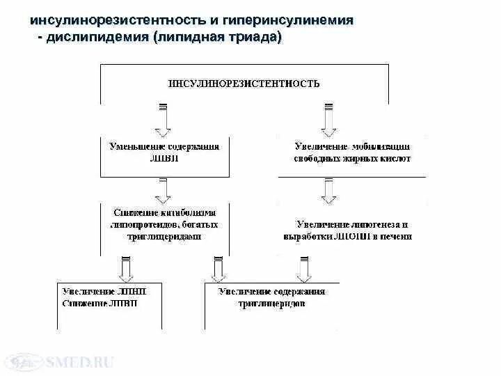 Как лечить инсулинорезистентность у женщин после 40. Инсулинорезистентность патогенез. инсулинорезистентность 23. инсулинорезистентность патогенез инсулинорезистентности. биохимия инсулинорезистентности.