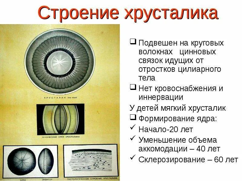 Хрусталик выполняет функцию. Хрусталик строение волокна. строение хрусталика. особенности строения хрусталика. основная функция хрусталика.