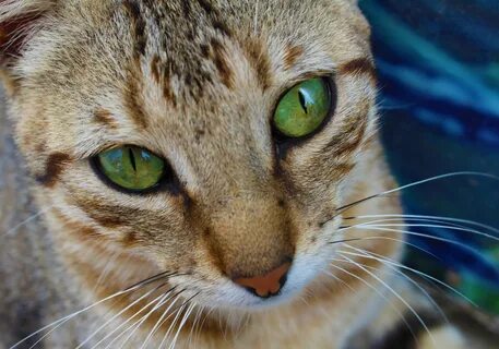 Cat eye m1
