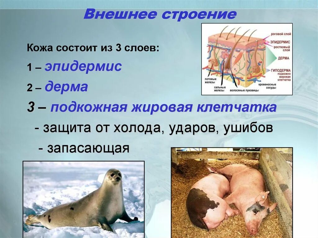 Какие структуры у млекопитающих являются эпидермисом. Подкожная жировая клетчатка млекопитающих. внешнее строение млекопитающих. подкожный жир у млекопитающих. жировая клетчатка у млекопитающих.