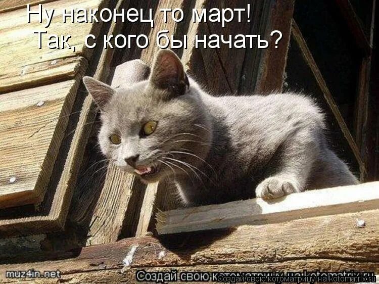 Ну просто видишь. Коты дураки. Кошка на чердаке. Барсик домой. Смешной дурак.