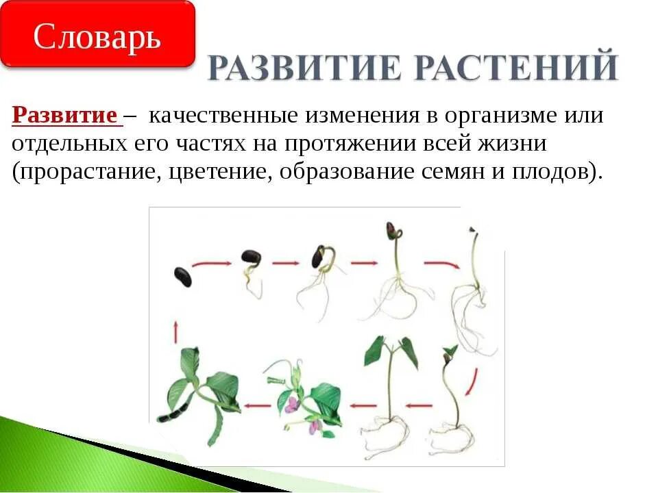 Конспект рост и развитие животных 8 класс. Размножение рост и развитие растений и животных. Биология 6 класс рост растения схема. Размножение рост и развитие 6 класс биология. Рост развитие и размножение растений.