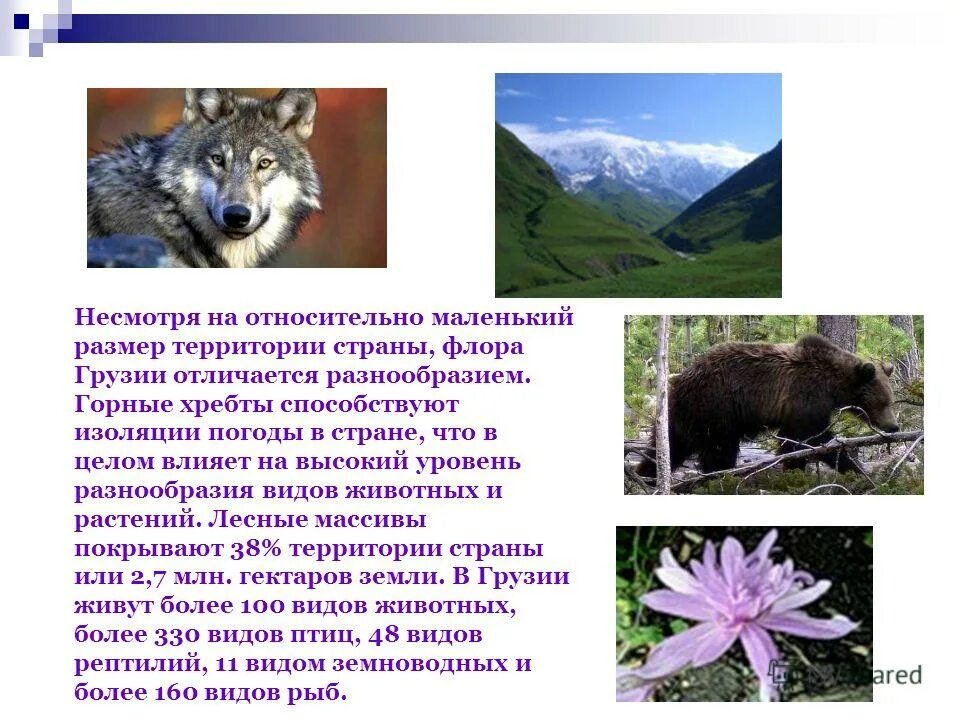 Грузия доклад 3 класс. Грузия животные и растения. Растительный и животный мир Грузии. Животный мир Грузии кратко.