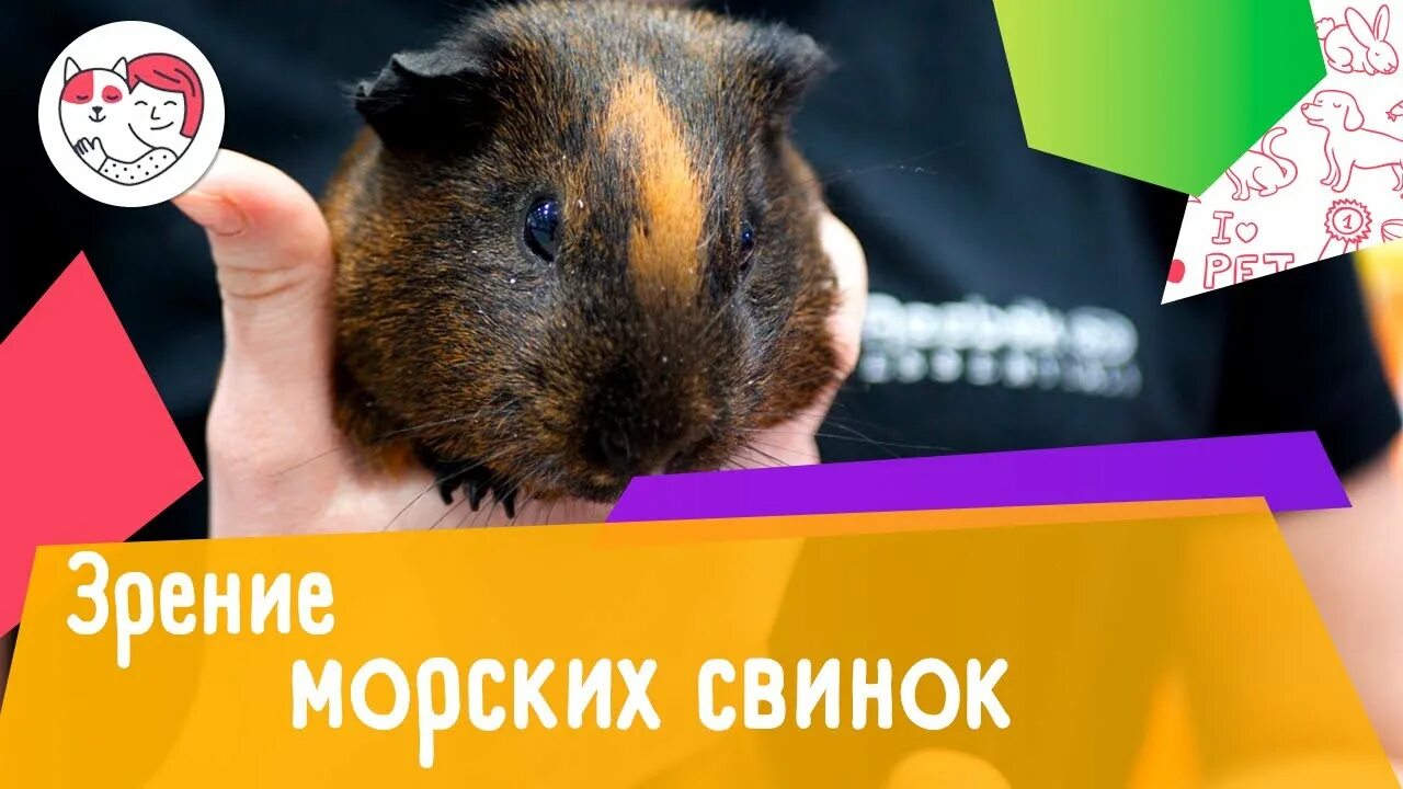 Как забрать с собой морскую свинку ? - Подскажите кто сталкивался перевозом морс