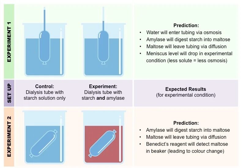 Experiment 942707. Starch and water. prediction of water. pitch drop experiment online.