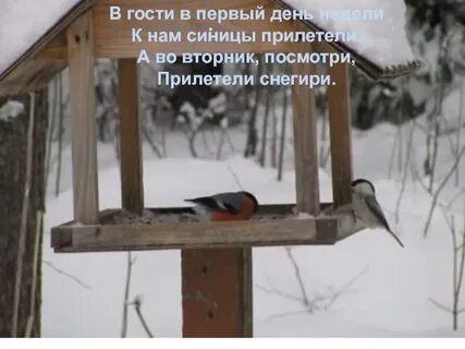 Голодные синички прилетели к кормушке выписать словосочетания