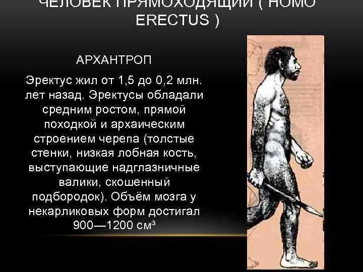 Архантропы человек прямоходящий. Древнейшие люди архантропы. Человек прямоходящий характеристика.