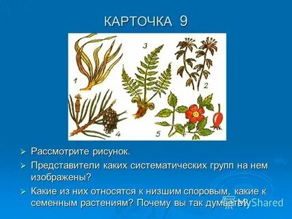 Систематическая группа вишни