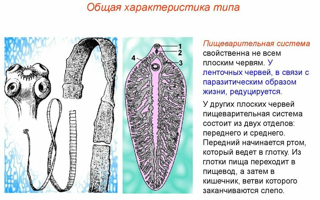 Систематика сосальщиков. Пищеварительная система плоских червей ленточные. Пищеварительная система плоских червей паразитов. Тип пищеварительной системы у плоских червей.