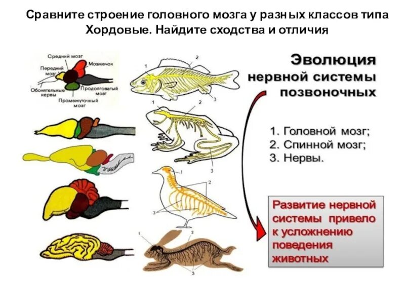 Какой вид имеет нервная система хордовых. Строение головного мозга млекопитающих. Эволюция мозга хордовых. Строение головного мозга у разных классов хордовых. Головной мозг разных классов типа хордовых.