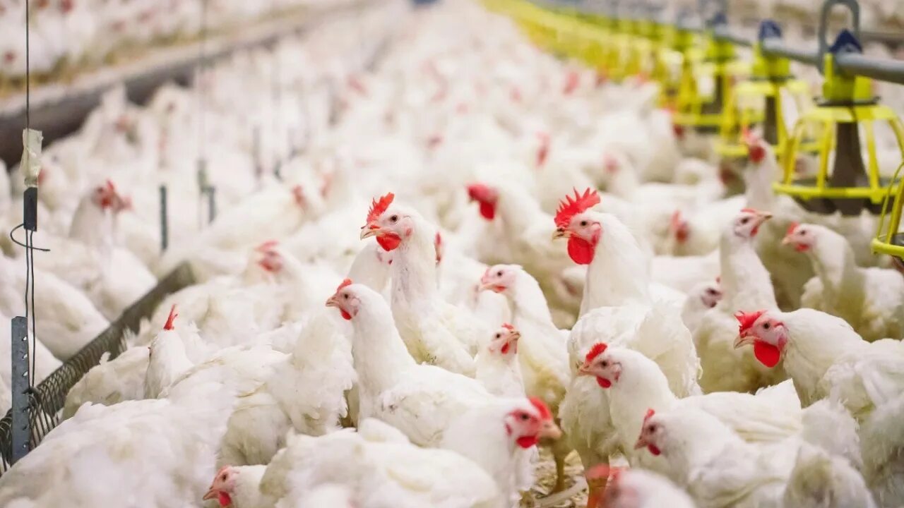 Птицефабрика 20 а. Птицефабрика 20. Асяновская птицефабрика. Птицефабрика асяновское цены 2022 год гуси. Роскар птицефабрика инкубатор.