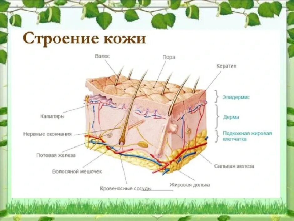 Какие функции выполняет образование кожи. Строение кожи биология 8. Строение кожи человека 8 класс биология. Рис 59 строение кожи. Структура кожи биология 8 класс.