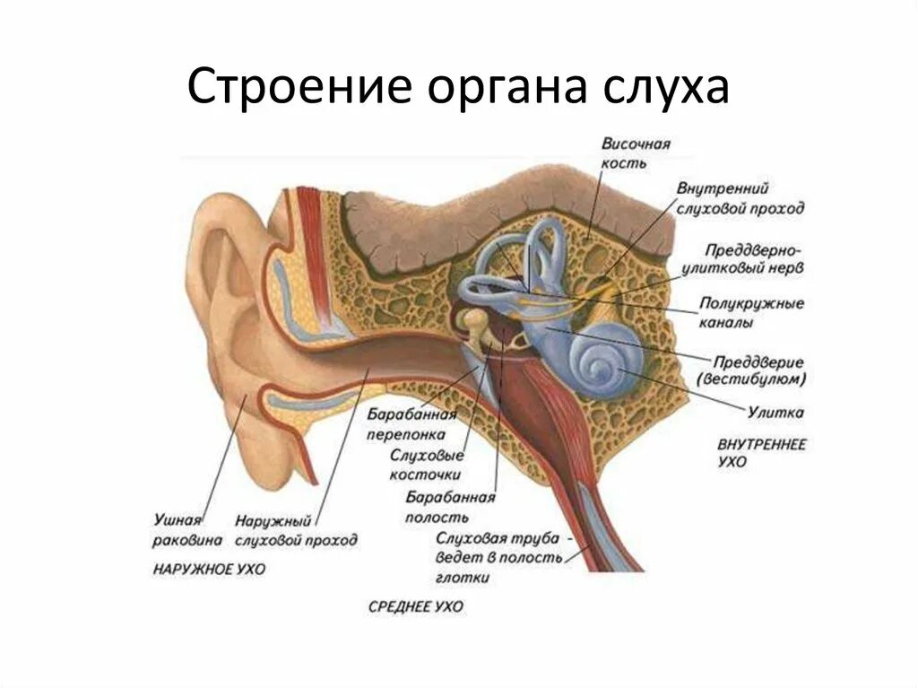 Имеется внутреннее ухо и среднее ухо. Строение внутреннего уха орган слуха. Строение слухового анализатора человека анатомия. Рис 111 строение органа слуха. Слуховой аппарат строение анатомия.