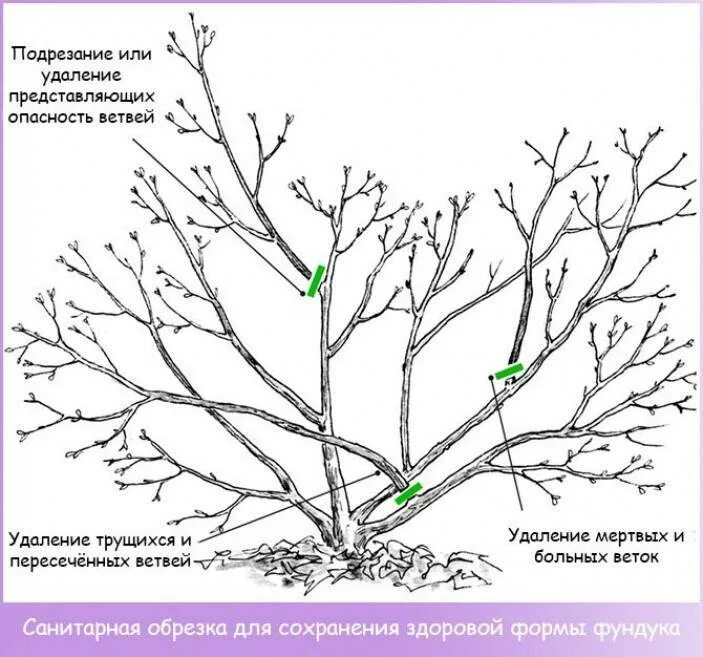 Как правильно делать обрезку ореха. Формирование кроны грецкого ореха схема. обрезка фундука осенью. схема обрезки фундука. схема санитарной обрезки деревьев.