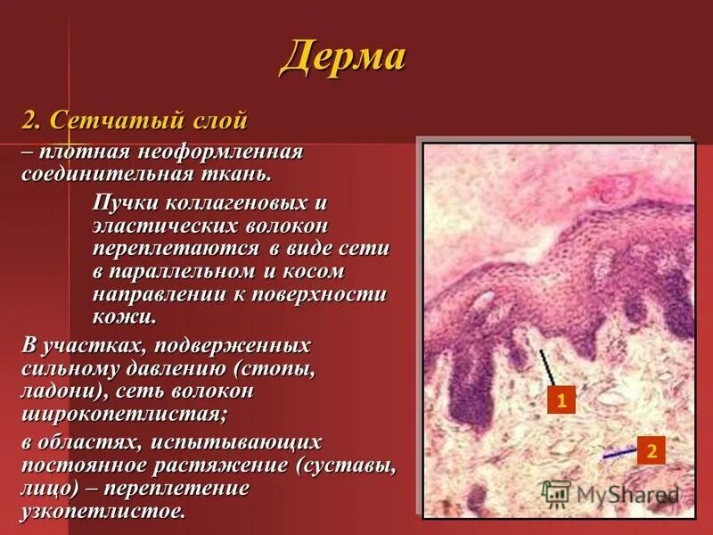 Дерма функции