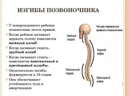 Позвоночник новорожденного