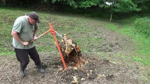 Кто выкорчевывает бузину