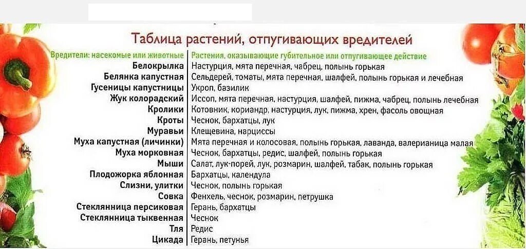 Какие запахи отпугивают клещей от людей. Растения от вредителей сада и огорода. Какие растения отпугивают вредных насекомых. Таблица растений отпугивающих вредителей. Растения отпугивающие вредителей в саду.